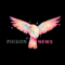 Pigeonnews